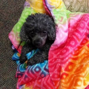 Meet your Posher, Gail